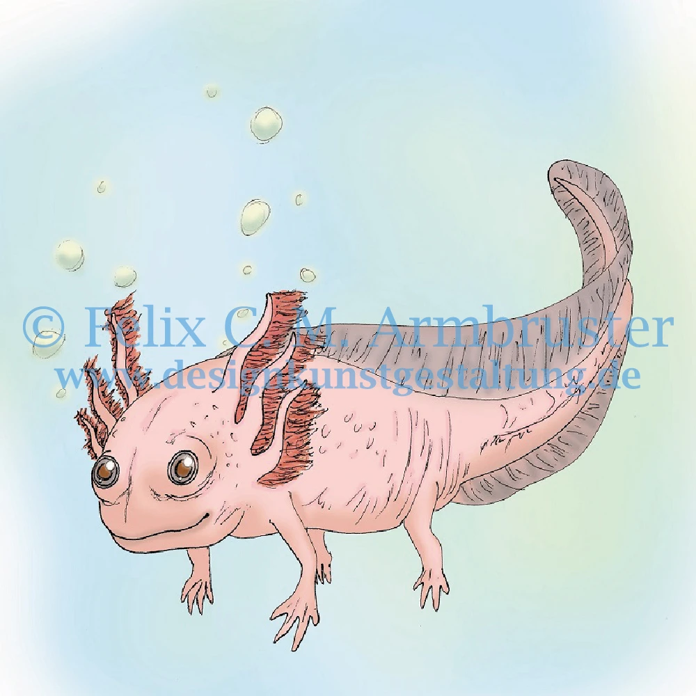 Tierbuch-Illustration - Axolotl